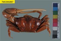 藏品(弧邊管招潮蟹)的圖片